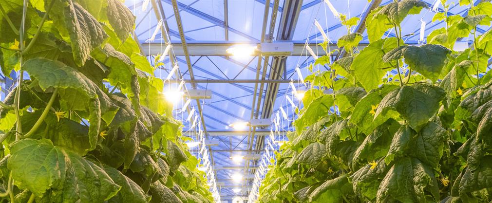 Light and shade in the greenhouse