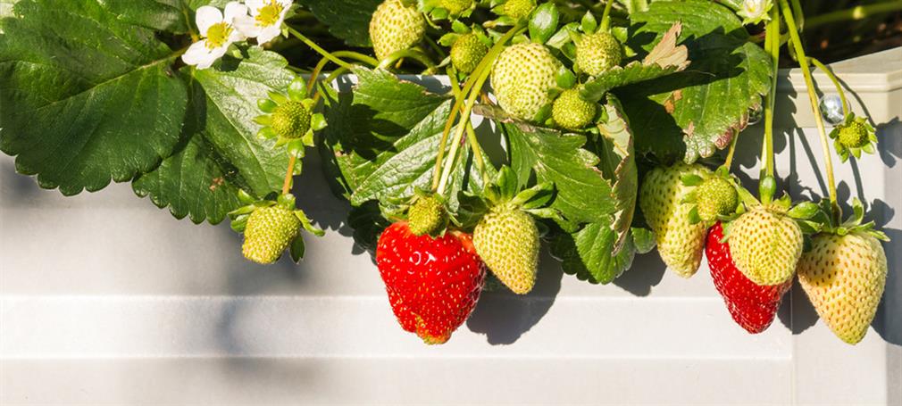 Plants for the greenhouse