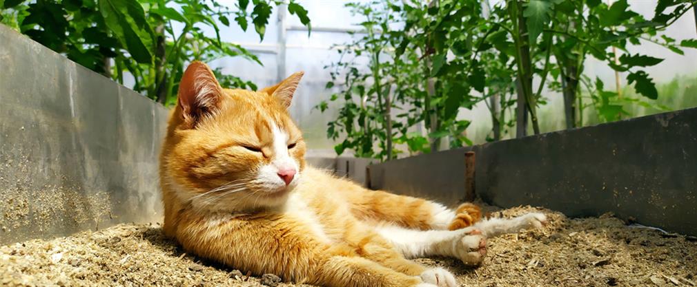 How to warm up your greenhouse