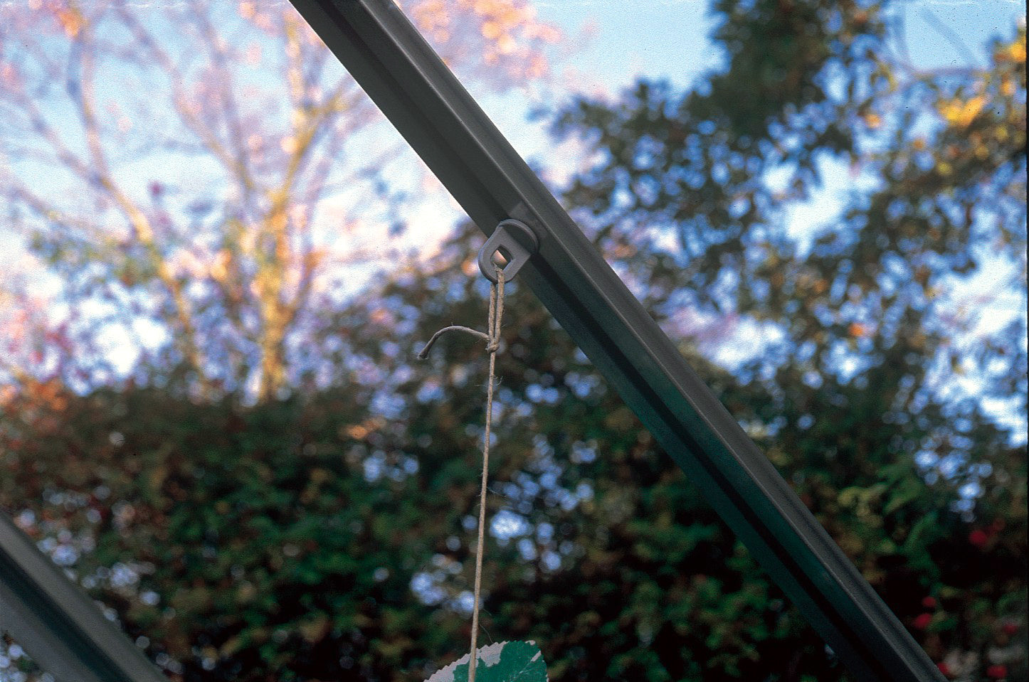 Juliana Ganci per piante 20 pz.